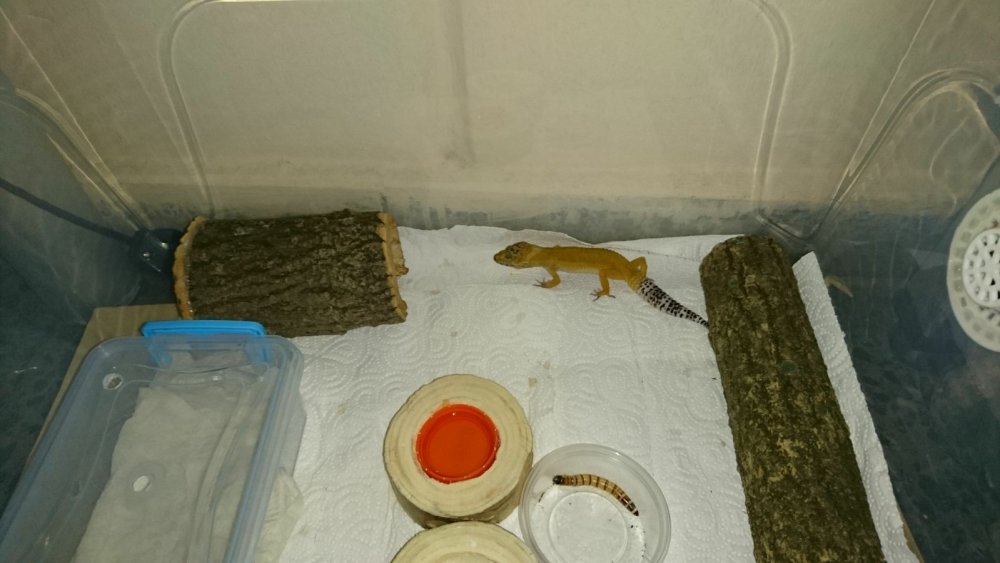 WhatsApp Image 2017-11-20 at 16.16.50.jpeg