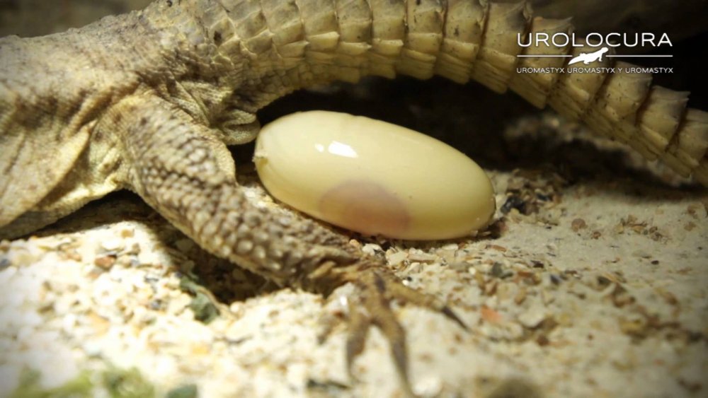 uromastyx2.jpg