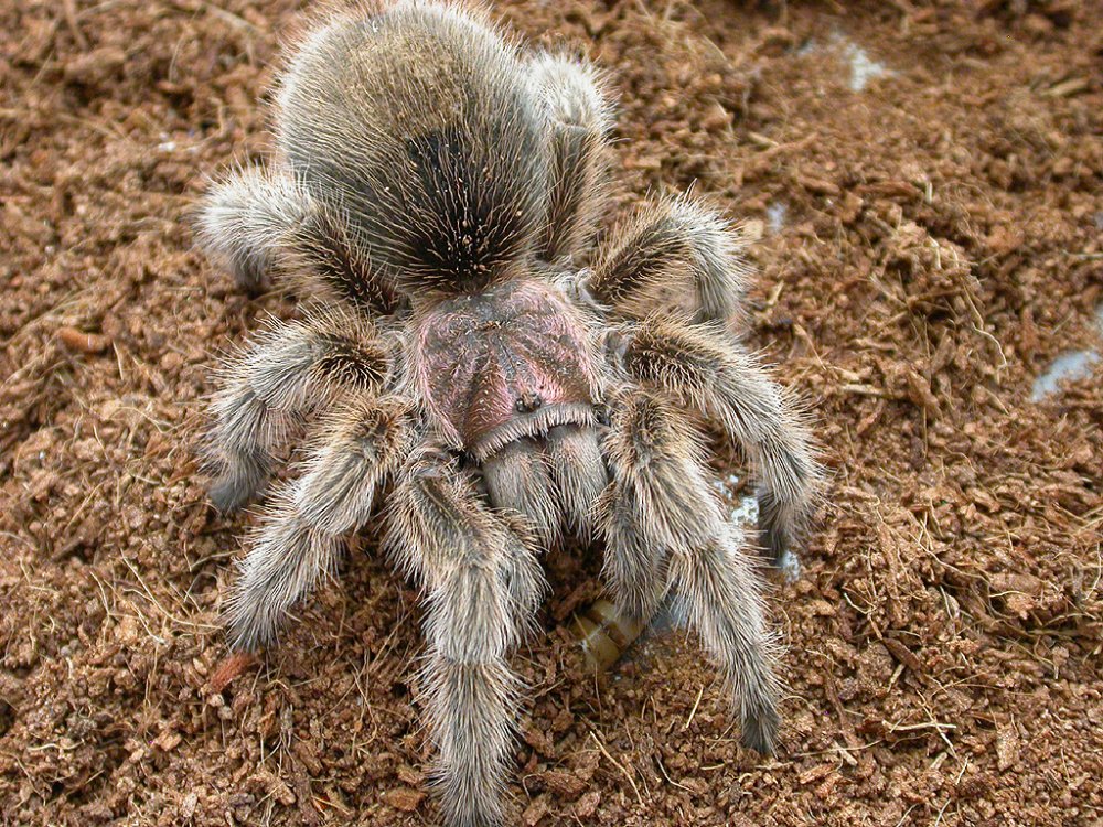 grammostola_rosea_by_eksong.thumb.jpg.cc87f594672d794000c9c8b77c36c3d3.jpg