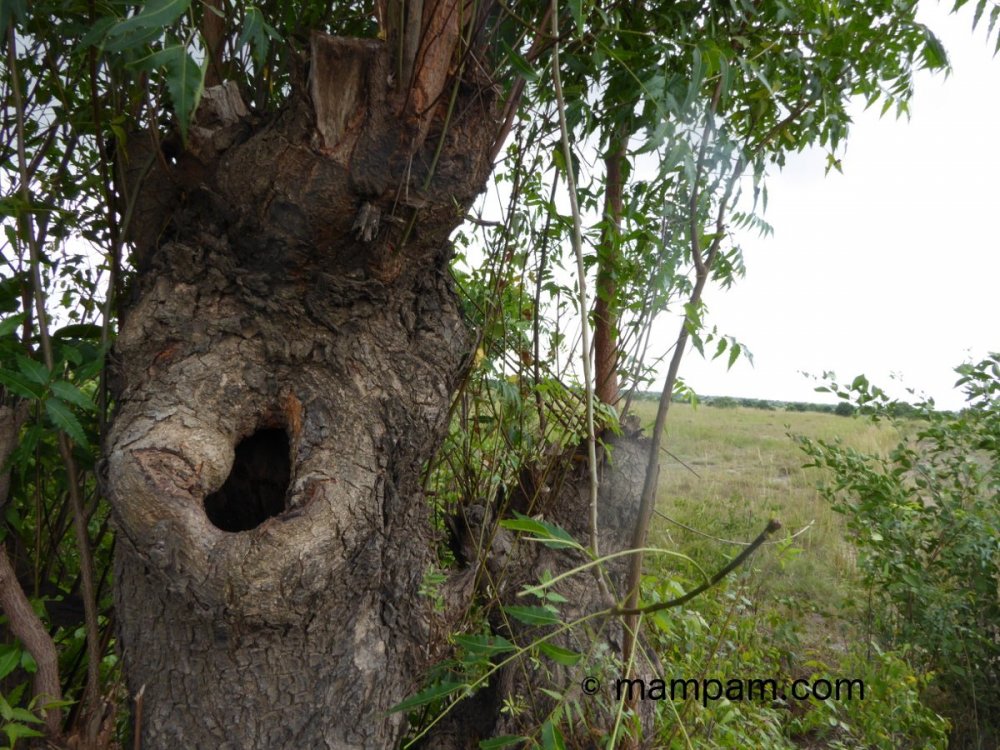 bok-tree-hole.jpg
