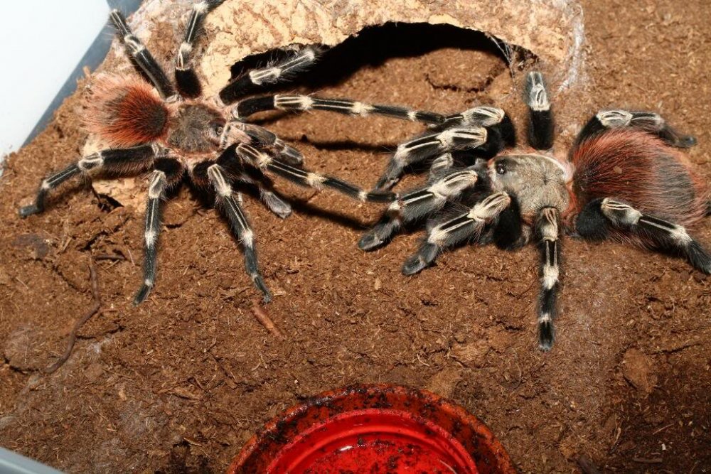 Nhandu chromatus.jpg