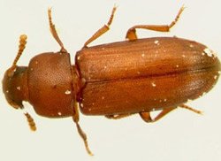 flour_beetles01a.jpg