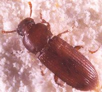 flour_beetles01b.jpg