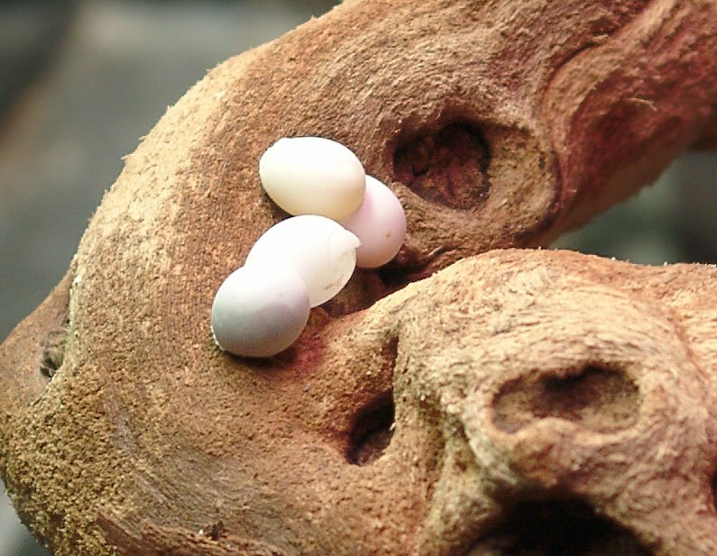 geckoeier2.jpg