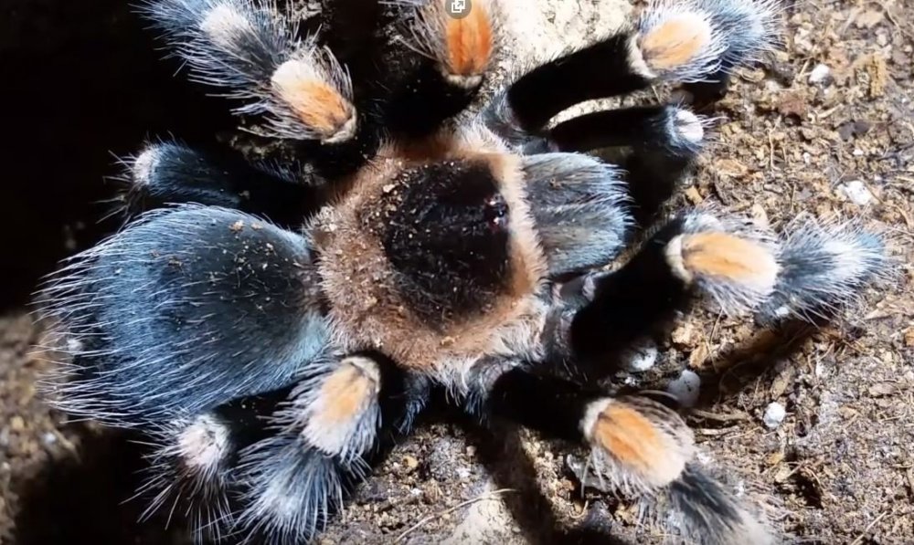 Brachypelma hamorii.JPG