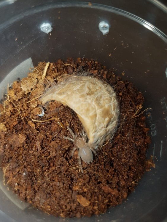 WhatsApp Image 2019-12-09 at 04.06.34.jpeg