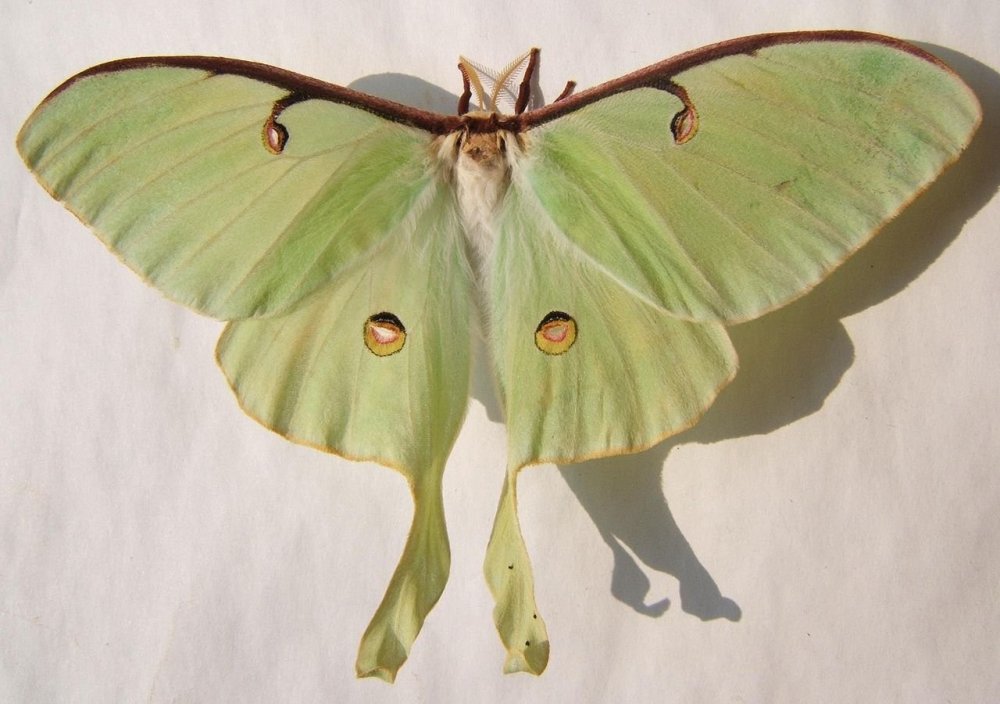 1280px-Actias_luna_female_sjh.JPG