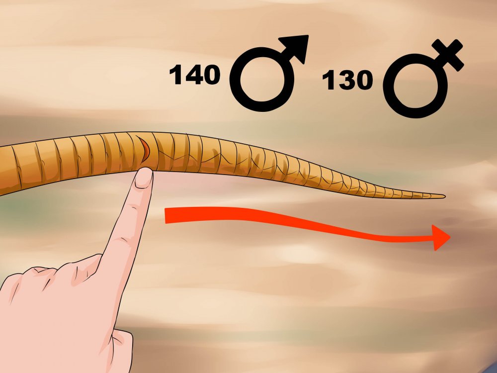 Sex-a-Corn-Snake-Step-14-Version-2.jpg