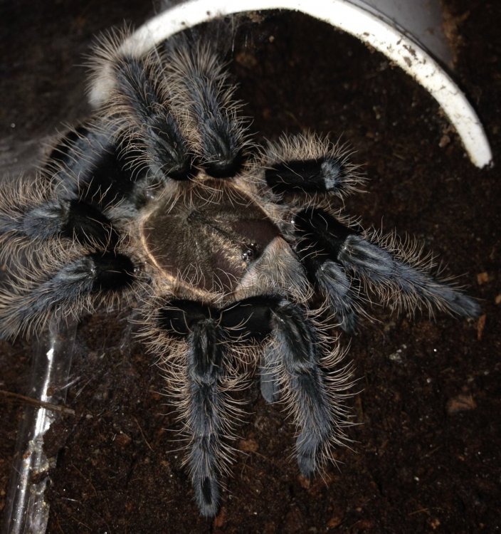 01 Freshly Molted Sub-adult B. albopilosum Honduran 2.jpg