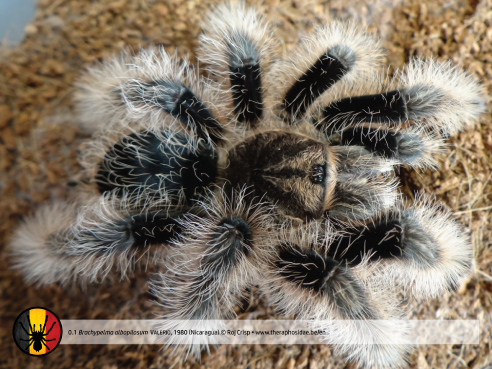 Brachypelma-albopilosum-Nicaragua-0.1-1024x768.png