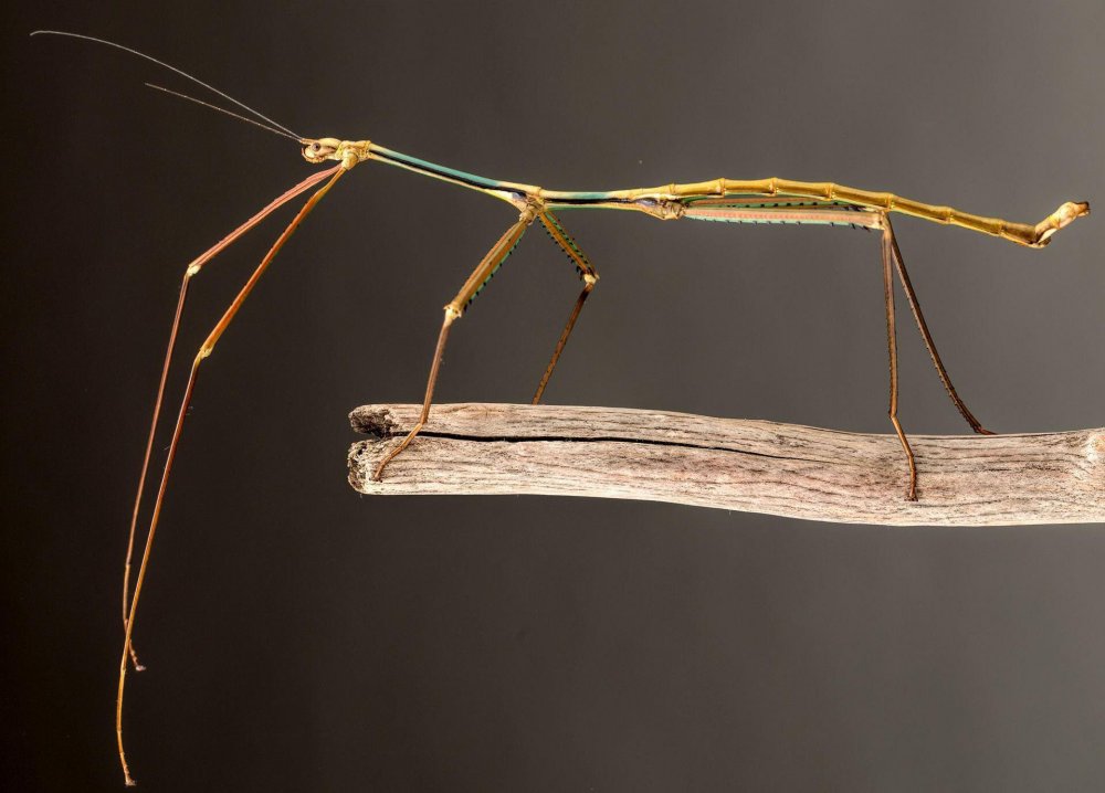 Phryganistria_tamdaoensis_male.thumb.jpg.7dff5b8bcacc1feda4969a2674a325fd.jpg