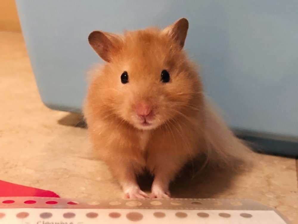 ss4.jpg