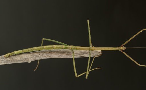 unnamed.jpg.9300623375cc0576f3640b79adb0c0a6.jpg