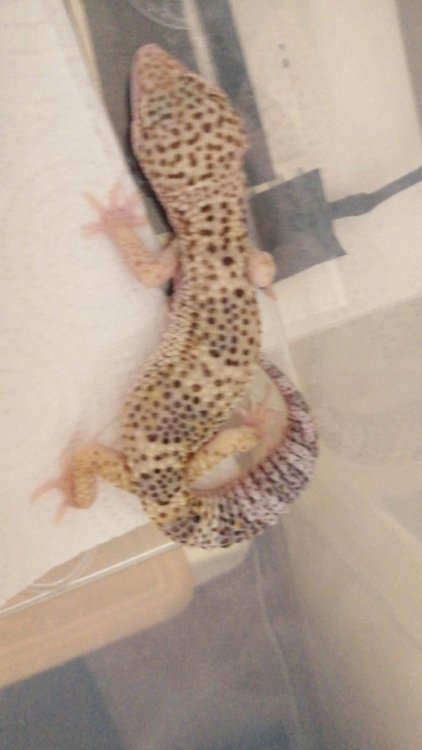 WhatsApp Image 2021-02-10 at 16.41.49.jpeg