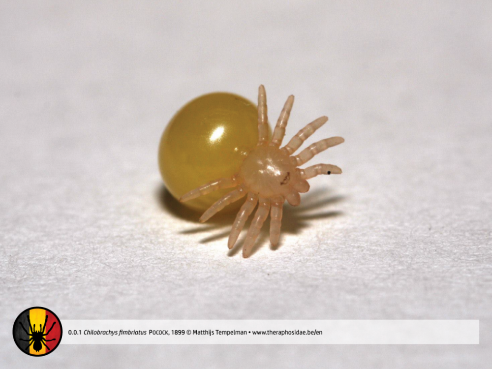 Chilobrachys-fimbriatus-larvae-1040x780.png