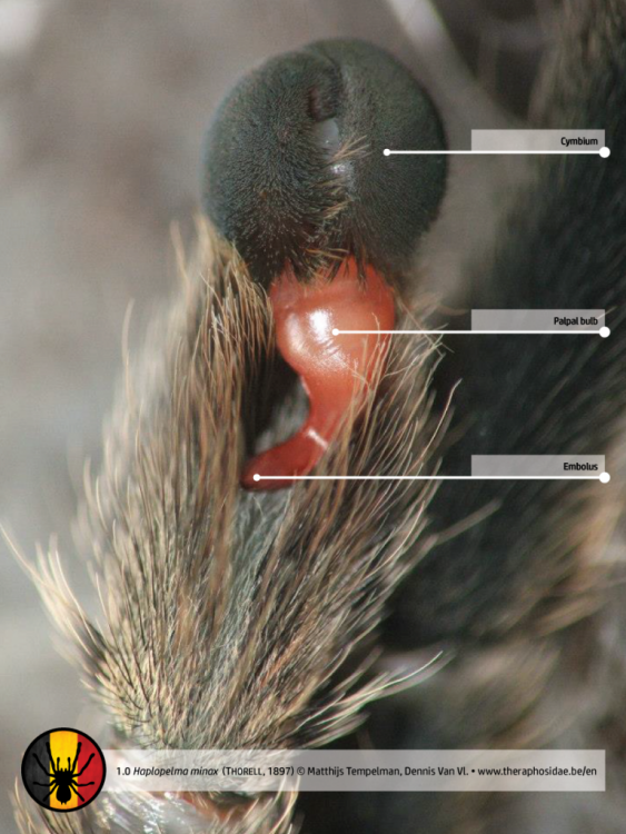 Haplopelma-minax-tarantula-anatomy-palpal-bulb-768x1024.png