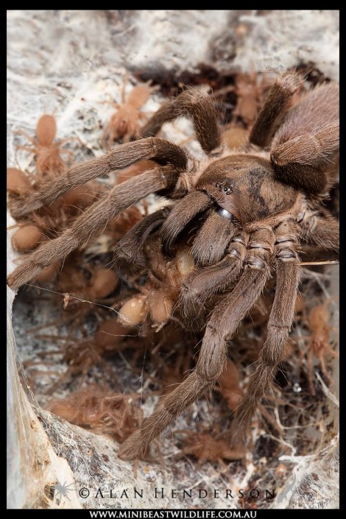 Pygmy-tarantula-mother-with-young.jpg