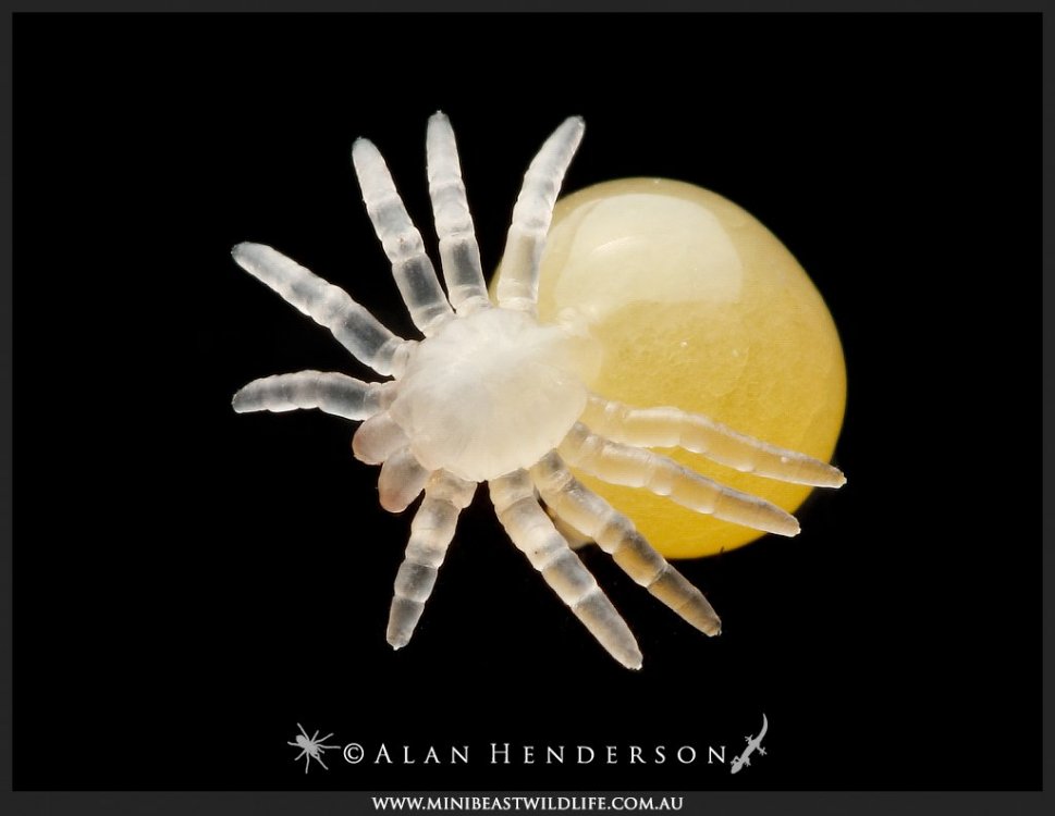 Tarantula-embryo-Phlogius-sp.jpg