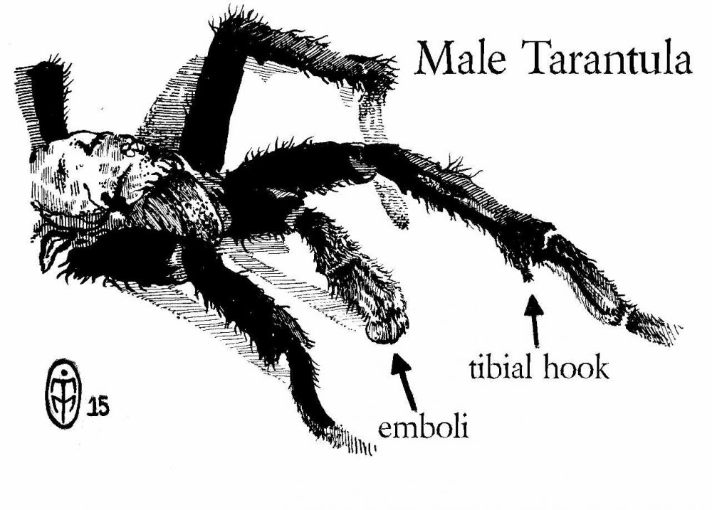 male-tarantula-diagram-web.jpg