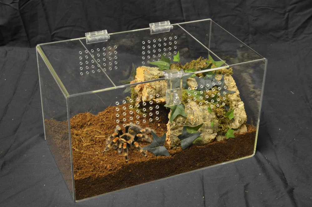 Tarantula-enclosure.thumb.jpg.ba124cb2fc8fd8f4d6badbf476ceafab.jpg