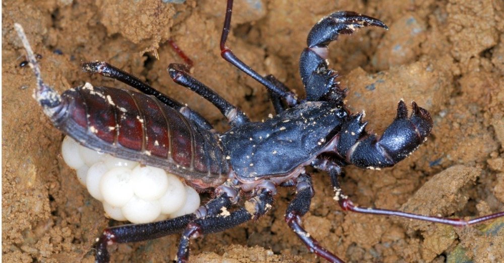 Vinegaroon-Carrying-Eggs.jpg