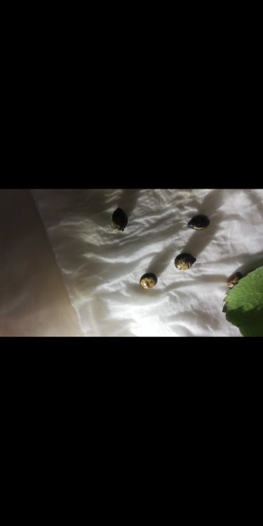 Screenshot_20220104-000905.jpg